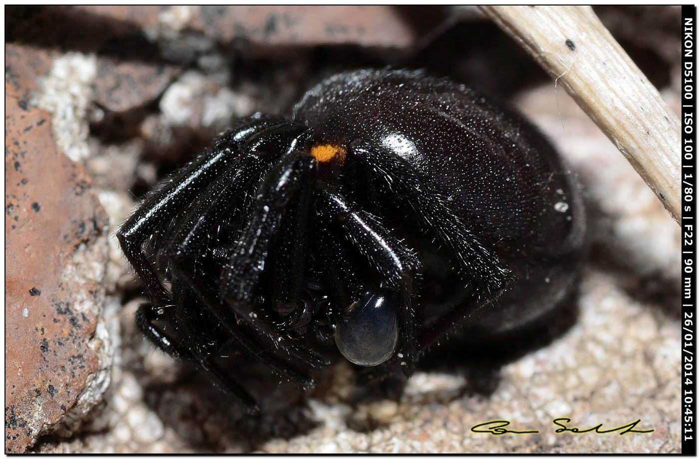 Steatoda paykulliana - Monte Santu Pedru (Alghero, SS)